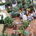 succulente-2