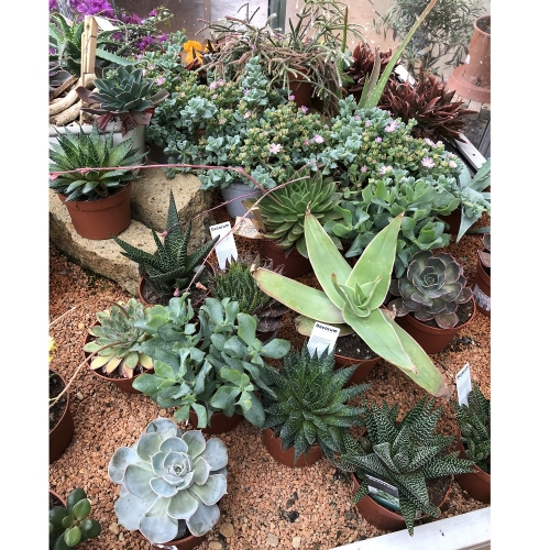 succulente